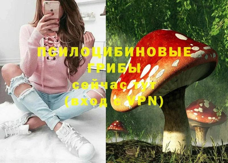 где найти   Киселёвск  Псилоцибиновые грибы MAGIC MUSHROOMS 